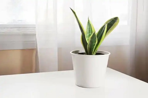 Plantă suculentă de interior