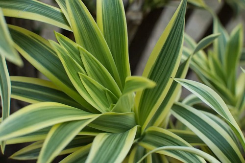 Plante care aduc noroc