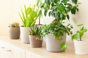 8 plante care aduc noroc în Feng Shui