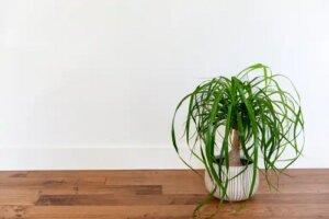 6 plante suculente pentru interior