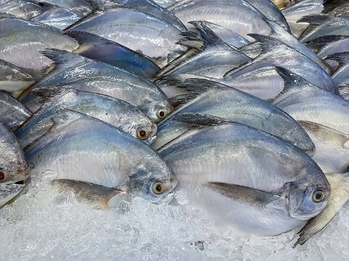 Pomfret pe pat de gheață