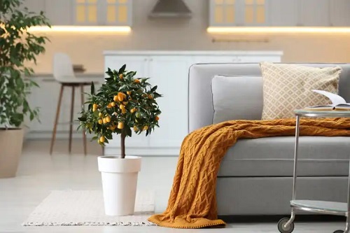 Portocalul chinezesc sau kumquat: un copac ideal pentru a decora casa