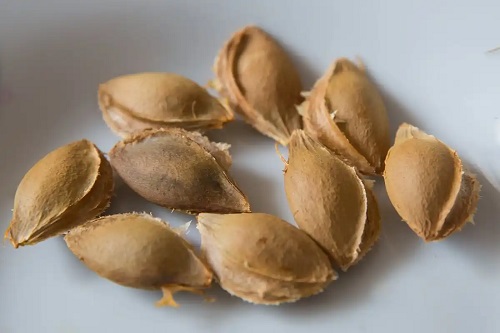 Sâmburi de caise