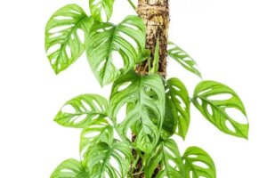 Cum să faci un tutore sau un suport cu mușchi pentru plante cățărătoare
