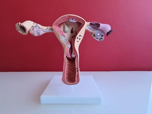 Anatomia uterului la om