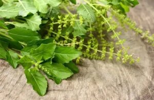Busuiocul ca plantă medicinală: proprietățile sale incredibile