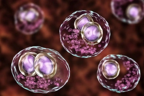Molecule de citomegalovirus