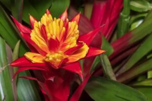 Recomandări pentru cultivarea bromeliadelor