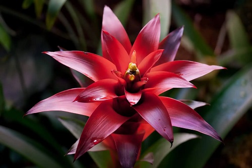 Cultivarea bromeliadelor în ghivece