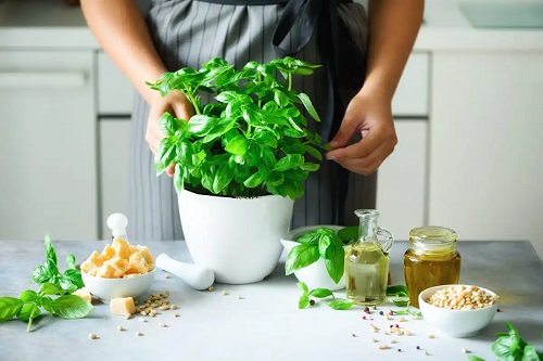 Femeie care folosește busuiocul ca plantă medicinală