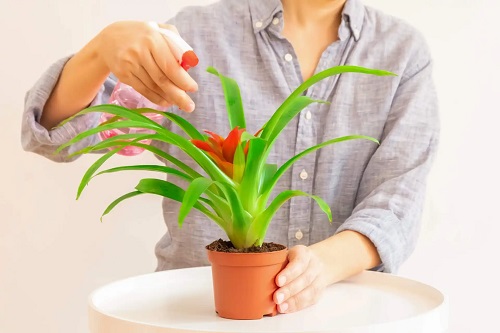 Femeie care se ocupă de cultivarea bromeliadelor