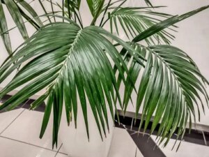 Palmier Kentia: o plantă mare și elegantă