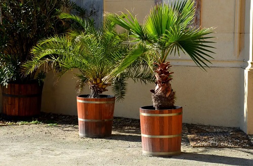 Palmierul Kentia în exterior