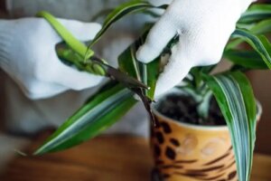 Planta fericirii: caracteristici și îngrijire