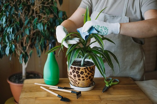 Planta fericii în ghiveci