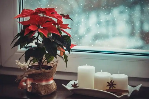 Cum să includeți plante în decorul de Crăciun?