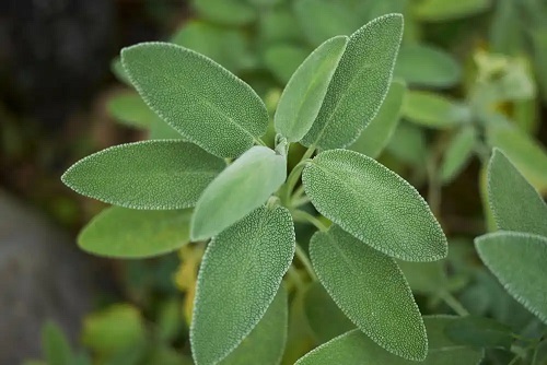 Salvia pe lista cu plante pentru băi de picioare