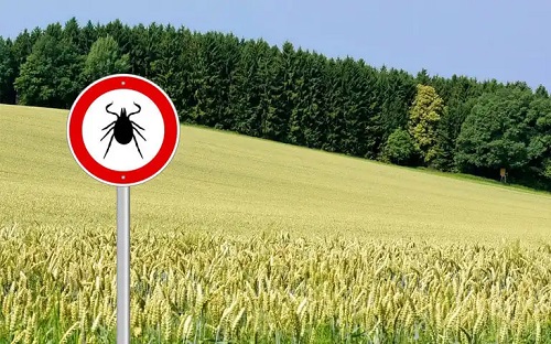 Semn de avertizare asupra păduchilor