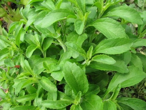 Rețetă de dulceață cu stevia: simplă și sănătoasă