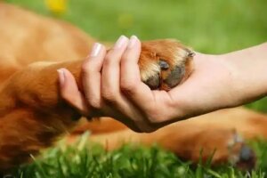 Beneficiile pentru sănătate ale deținerii animalelor de companie