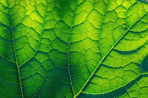 Capilare într-o frunză verde