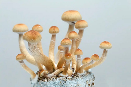 Ciuperci Psilocybe cubensis