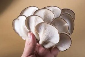 Ciupercile pleurotus: nutrienți și beneficii