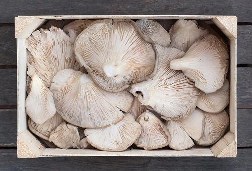 Ciupercile pleurotus au multe beneficii pentru sănătate
