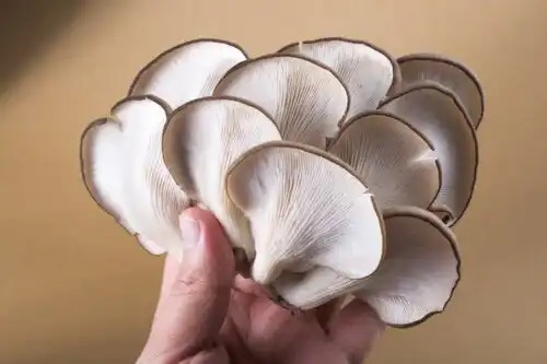 Ciupercile pleurotus: nutrienți și beneficii