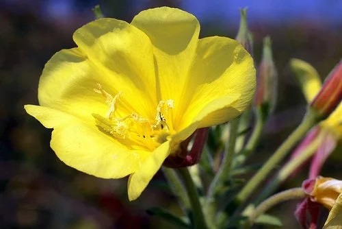 Floare galbenă