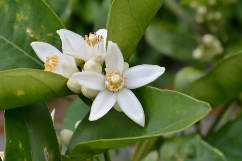 Flori de portocal