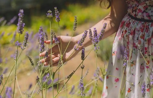 Lavanda pe lista de plante cosmetice