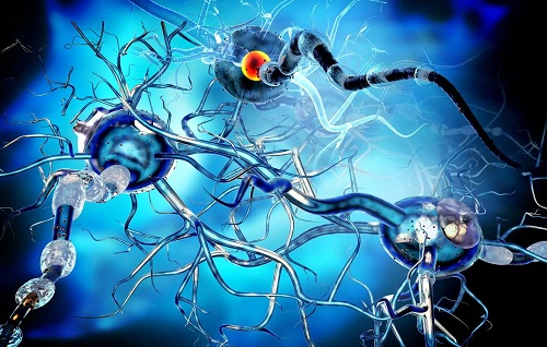 Neuroni și sinapse