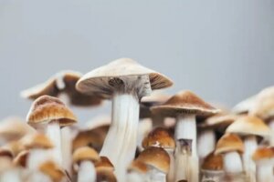 Psilocibina împotriva depresiei: care sunt efectele ei?