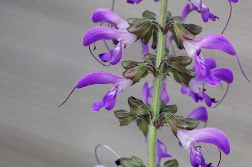 Salvia pe lista de plante cosmetice