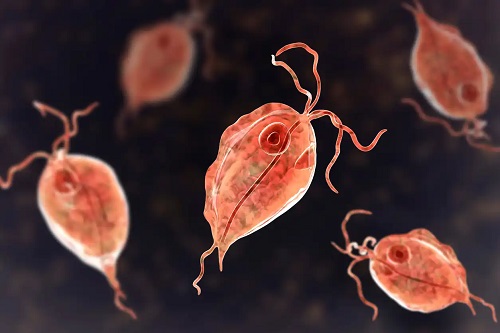 Bacteria Trichomonas vaginalis
