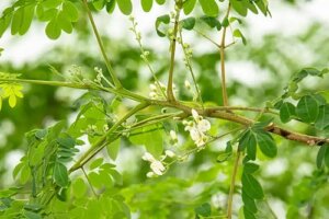 Ghid complet pentru a cultiva moringa acasă: urmați acești pași!