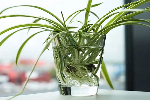 Cultivarea plantei păianjen acasă fără efort