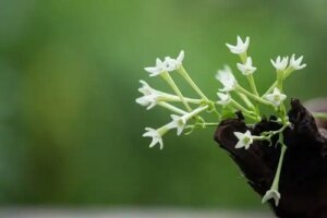 Cultivarea reginei nopții și sfaturi pentru a spori parfumul florilor