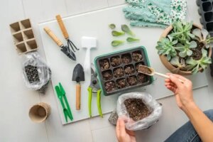 Instrucțiuni și cele mai bune specii pentru grădina de plante suculente