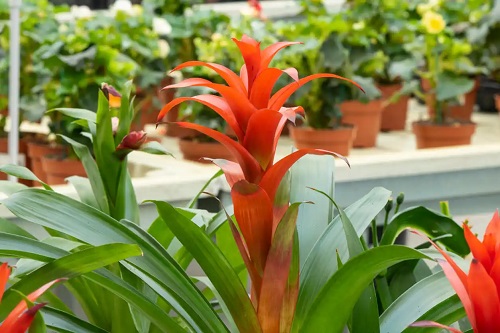 Guzmania pe lista de plante cu flori portocalii