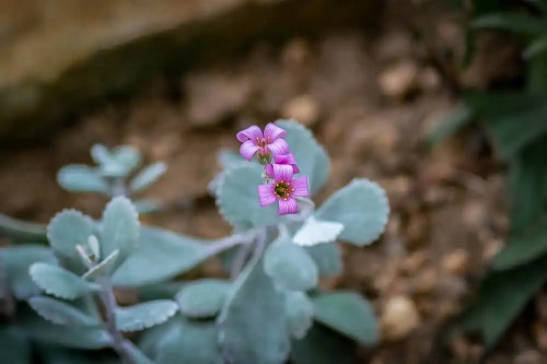 Specia Kalanchoe pumila