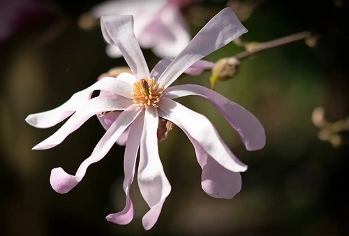 Floare de magnolie
