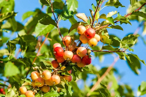 Mini copaci pentru ghivece cu fructe