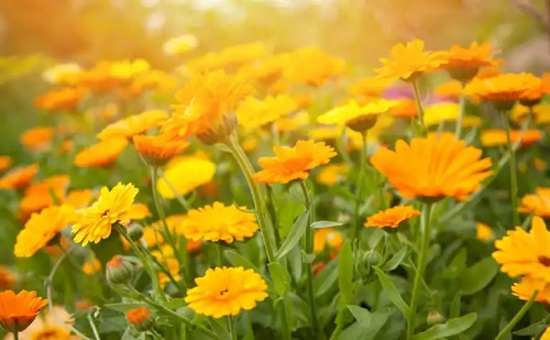 10 plante de grădină cu flori portocalii și cultivarea lor
