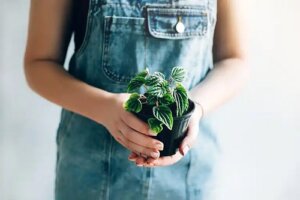 10 plante mici cu frunze frumoase