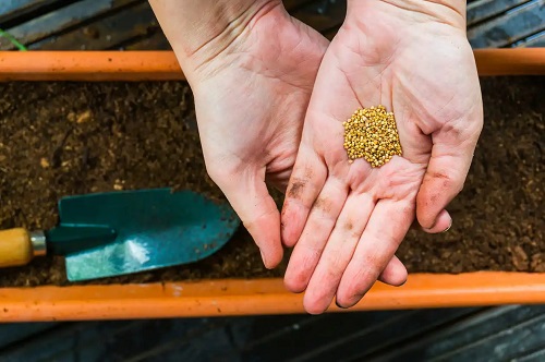 Semințe cultivate folosind substanțele humice