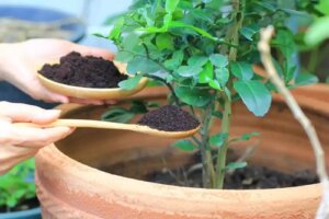 Substanțele humice: caracteristici și beneficii pentru plante