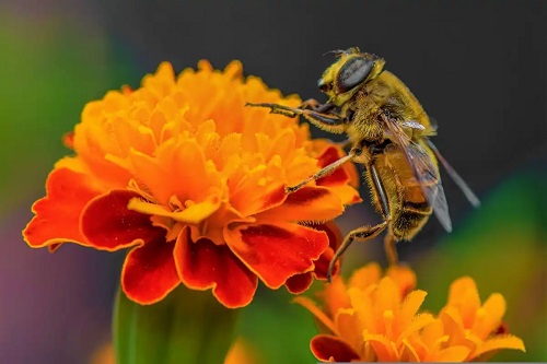 Albină pe o floare portocalie