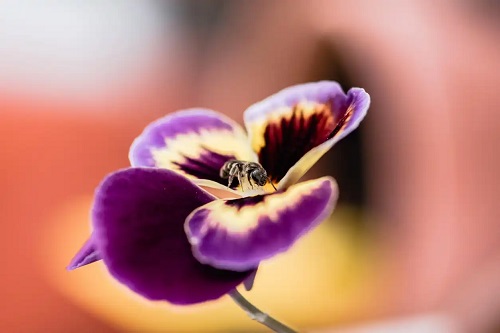 Albină pe o orhidee